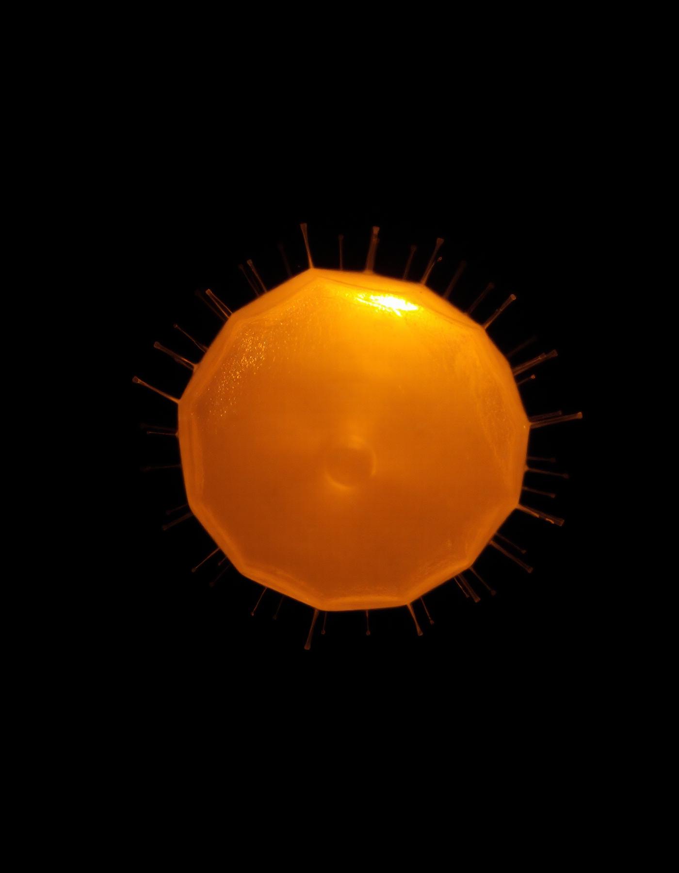 A glowing cell-like organic form against darkness