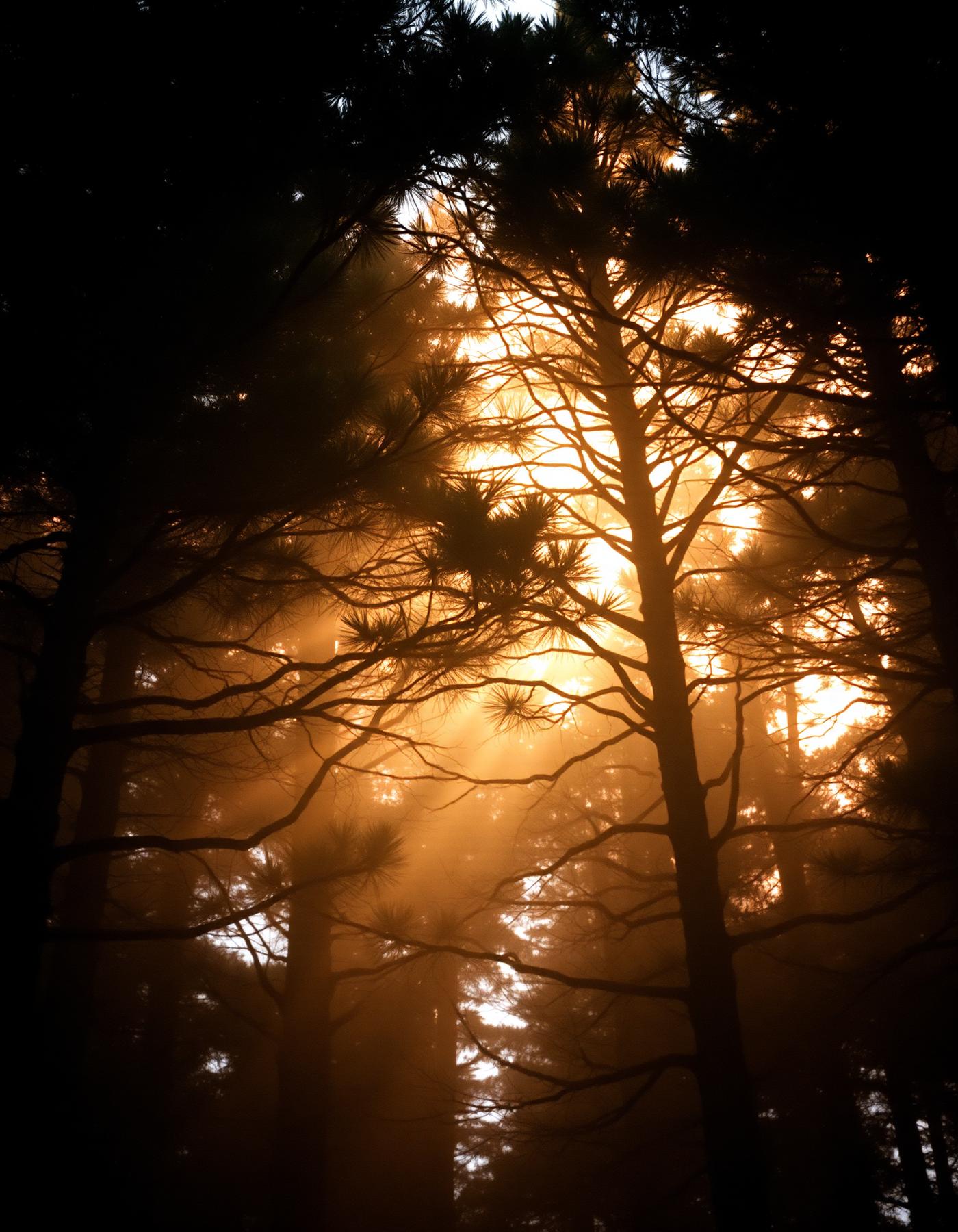 Layered forest canopy at dawn with light filtering through